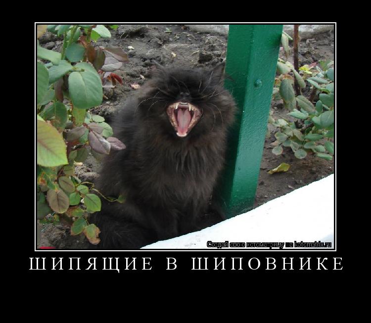 ШИПЯЩИЕ В ШИПОВНИКЕ ... Котоматрица: ШИПЯЩИЕ В ШИПОВНИКЕ