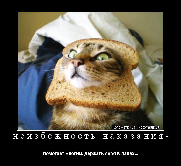 неизбежность наказания- помогает многим, держать себя в лапах...... Котоматрица: неизбежность наказания- помогает многим, держать себя в лапах...