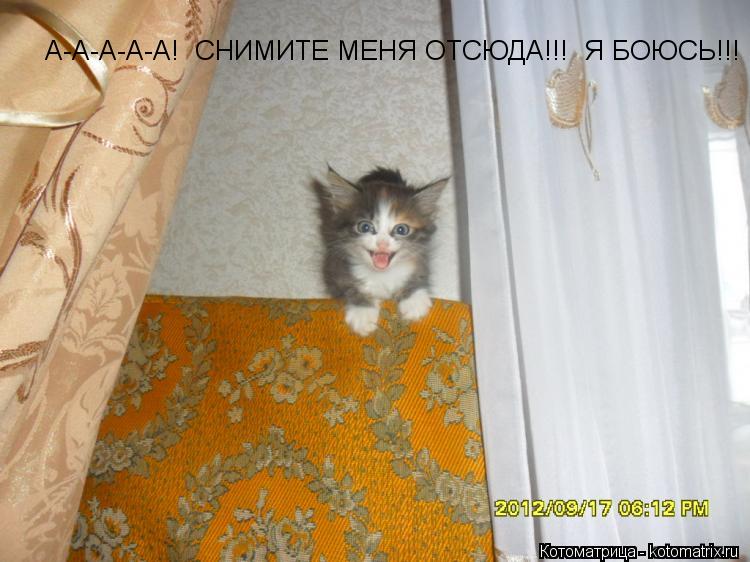 А-А-А-А-А! СНИМИТЕ МЕНЯ ОТСЮДА!!! Я БОЮСЬ!!!... Котоматрица: А-А-А-А-А! СНИМИТЕ МЕНЯ ОТСЮДА!!! Я БОЮСЬ!!!