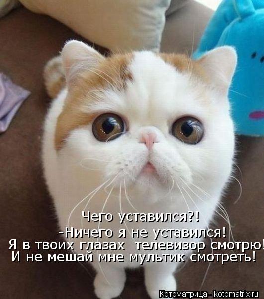 Чего уставился?! -Ничего я не уставился! Я в твоих глазах телевизор смотрю! И не мешай мне мультик с... Котоматрица: Чего уставился?! -Ничего я не уставился! Я в твоих глазах телевизор смотрю! И не мешай мне мультик смотреть!