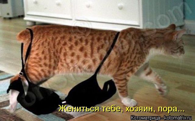 Жениться тебе, хозяин, пора...... Котоматрица: Жениться тебе, хозяин, пора...