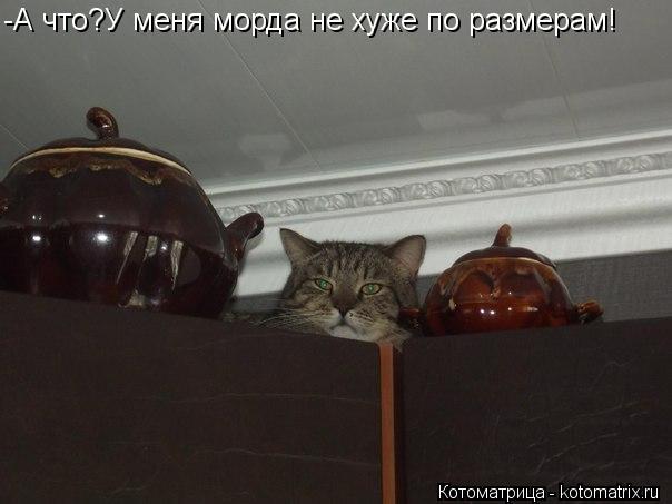 -А что?У меня морда не хуже по размерам!... Котоматрица: -А что?У меня морда не хуже по размерам!