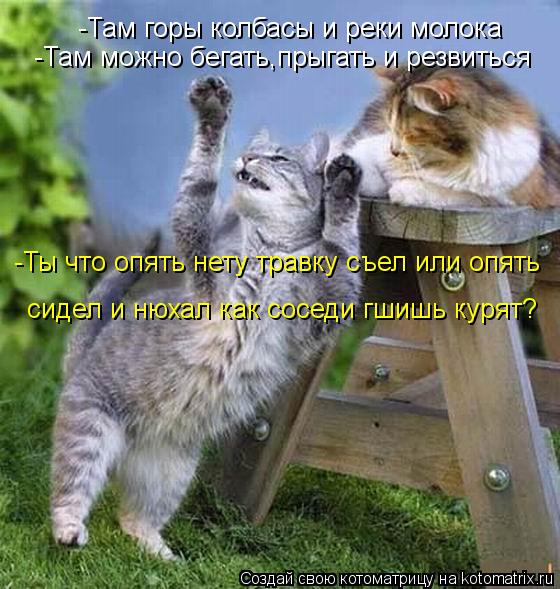 -Там горы колбасы и реки молока -Там можно бегать,прыгать и резвиться -Ты что опять нету травку съел ... Котоматрица: -Там горы колбасы и реки молока -Там можно бегать,прыгать и резвиться -Ты что опять нету травку съел или опять сидел и нюхал как соседи гшишь