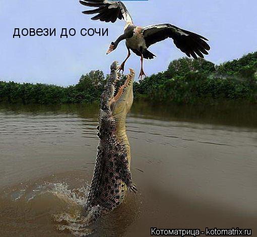 довези до сочи... Котоматрица: довези до сочи