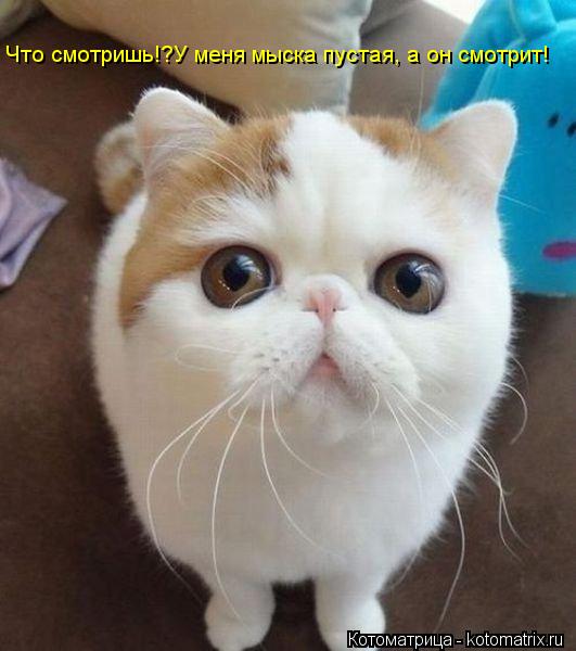 Что смотришь!?У меня мыска пустая, а он смотрит!... Котоматрица: Что смотришь!?У меня мыска пустая, а он смотрит!