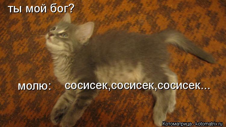 ты мой бог? молю: сосисек,сосисек,сосисек...... Котоматрица: ты мой бог? молю: сосисек,сосисек,сосисек...