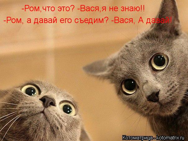 -Ром,что это? -Вася,я не знаю!! -Ром, а давай его съедим? -Вася, А давай!... Котоматрица: -Ром,что это? -Вася,я не знаю!! -Ром, а давай его съедим? -Вася, А давай!