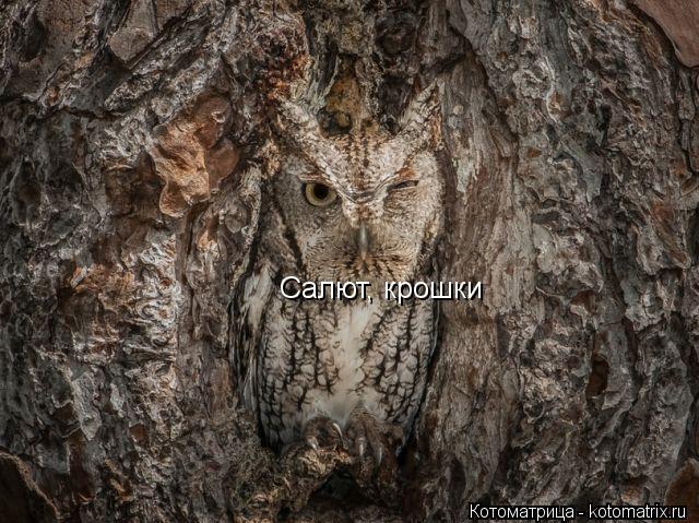 Котоматрица: Салют, крошки