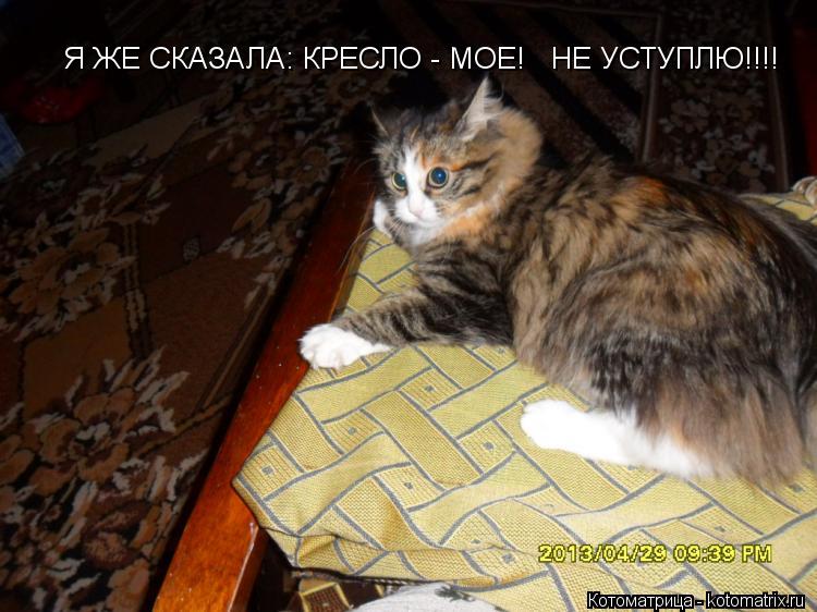 Я ЖЕ СКАЗАЛА: КРЕСЛО - МОЕ! НЕ УСТУПЛЮ!!!!... Котоматрица: Я ЖЕ СКАЗАЛА: КРЕСЛО - МОЕ! НЕ УСТУПЛЮ!!!!