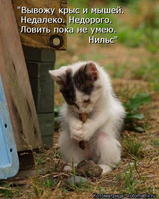 http://kotomatrix.ru/images/lolz/2013/05/06/kotomatritsa_62.jpg