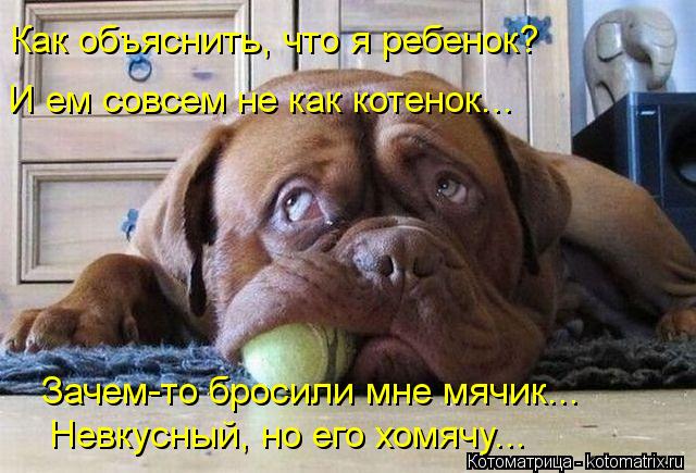 Зачем-то бросили мне мячик... Невкусный, но его хомячу... Как объяснить, что я ребенок? И ем совсем н... Котоматрица: Зачем-то бросили мне мячик... Невкусный, но его хомячу... Как объяснить, что я ребенок? И ем совсем не как котенок...