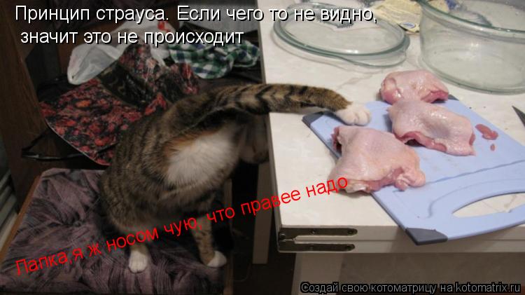 Принцип страуса. Если чего то не видно, значит это не происходит Лапка,я ж носом чую, что правее над... Котоматрица: Принцип страуса. Если чего то не видно, значит это не происходит Лапка,я ж носом чую, что правее надо