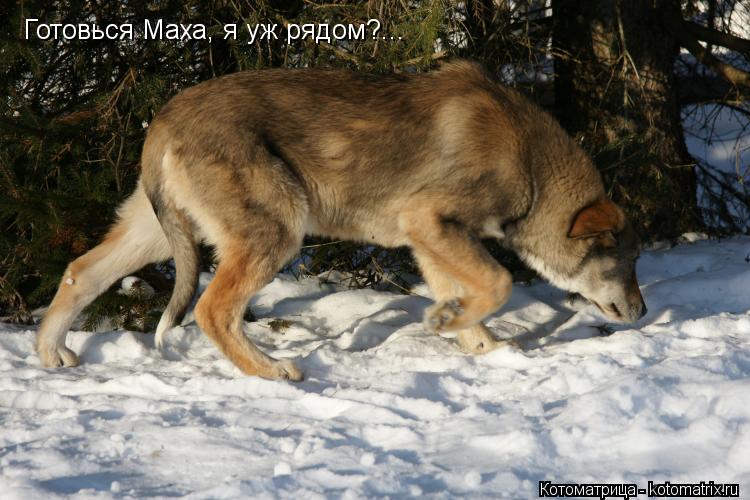 Готовься Маха, я уж рядом?...... Котоматрица: Готовься Маха, я уж рядом?...