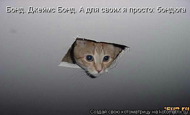 Бонд. Джеймс Бонд. А для своих я просто: бондюга... Котоматрица: Бонд. Джеймс Бонд. А для своих я просто: бондюга