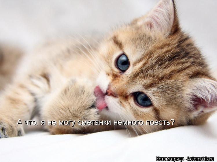 А что. я не могу сметанки немного поесть?... Котоматрица: А что. я не могу сметанки немного поесть?