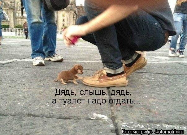 Дядь, слышь, дядь, а туалет надо отдать....... Котоматрица: Дядь, слышь, дядь, а туалет надо отдать....