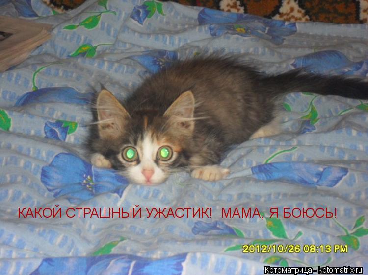 КАКОЙ СТРАШНЫЙ УЖАСТИК! МАМА, Я БОЮСЬ!... Котоматрица: КАКОЙ СТРАШНЫЙ УЖАСТИК! МАМА, Я БОЮСЬ!