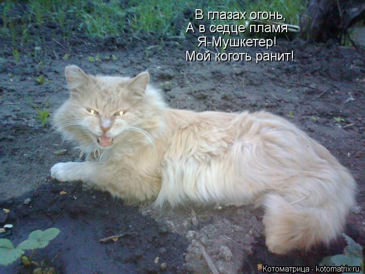 В глазах огонь, А в седце пламя Я-Мушкетер! Мой коготь ранит!... Котоматрица: В глазах огонь, А в седце пламя Я-Мушкетер! Мой коготь ранит!