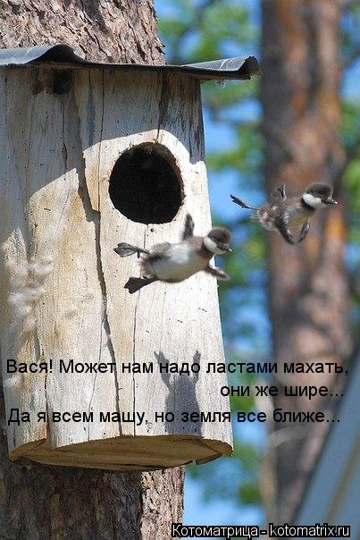 Вася! Может нам надо ластами махать, они же шире... Да я всем машу, но земля все ближе...... Котоматрица: Вася! Может нам надо ластами махать, они же шире... Да я всем машу, но земля все ближе...
