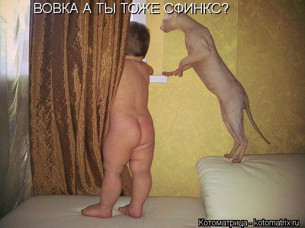 ВОВКА А ТЫ ТОЖЕ СФИНКС?... Котоматрица: ВОВКА А ТЫ ТОЖЕ СФИНКС?