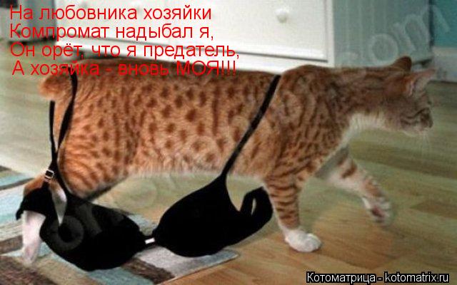 На любовника хозяйки Компромат надыбал я, Он орёт, что я предатель, А хозяйка - вновь МОЯ!!!... Котоматрица: На любовника хозяйки Компромат надыбал я, Он орёт, что я предатель, А хозяйка - вновь МОЯ!!!