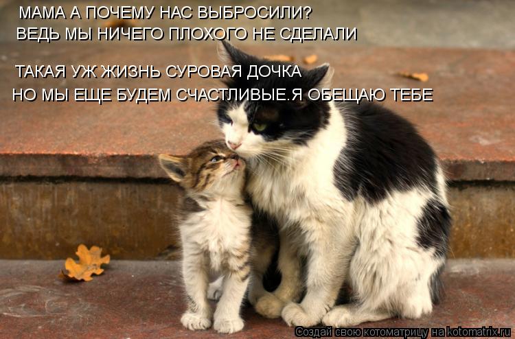 МАМА А ПОЧЕМУ НАС ВЫБРОСИЛИ? ВЕДЬ МЫ НИЧЕГО ПЛОХОГО НЕ СДЕЛАЛИ ТАКАЯ УЖ ЖИЗНЬ СУРОВАЯ ДОЧКА НО МЫ ЕЩЕ... Котоматрица: МАМА А ПОЧЕМУ НАС ВЫБРОСИЛИ? ВЕДЬ МЫ НИЧЕГО ПЛОХОГО НЕ СДЕЛАЛИ ТАКАЯ УЖ ЖИЗНЬ СУРОВАЯ ДОЧКА НО МЫ ЕЩЕ БУДЕМ СЧАСТЛИВЫЕ.Я ОБЕЩАЮ ТЕБЕ