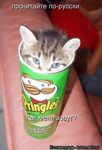 прочитайте по-русски Как меня зовут?... Котоматрица: прочитайте по-русски Как меня зовут?