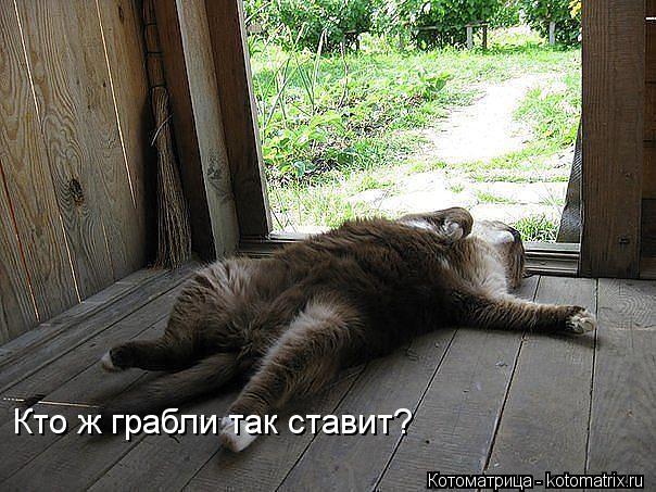 Кто ж грабли так ставит?... Котоматрица: Кто ж грабли так ставит?