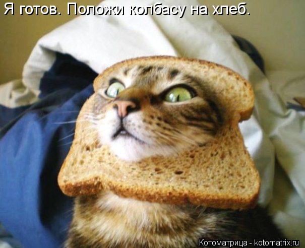Я готов. Положи колбасу на хлеб.... Котоматрица: Я готов. Положи колбасу на хлеб.
