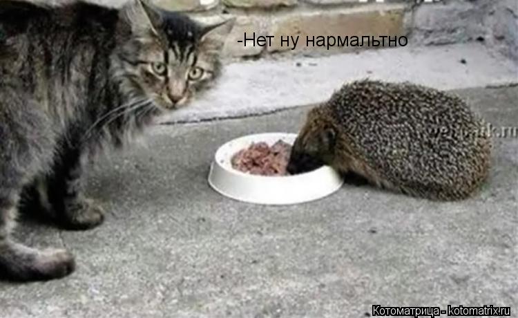 -Нет ну нармальтно... Котоматрица: -Нет ну нармальтно
