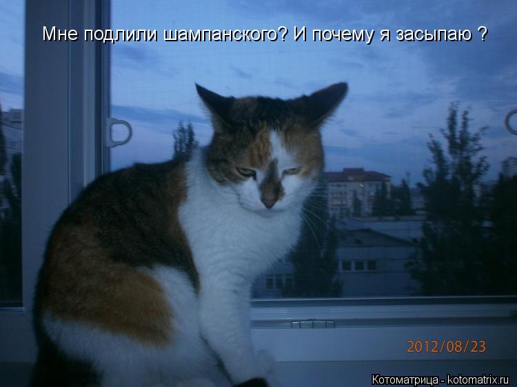 Мне подлили шампанского? И почему я засыпаю ?... Котоматрица: Мне подлили шампанского? И почему я засыпаю ?
