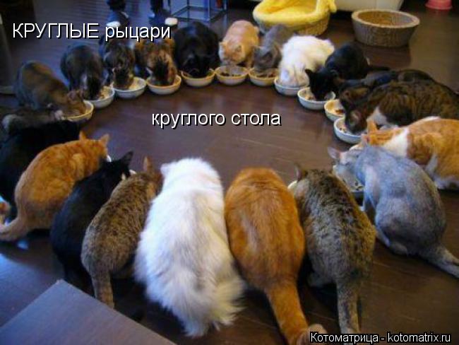 КРУГЛЫЕ рыцари круглого стола... Котоматрица: КРУГЛЫЕ рыцари круглого стола