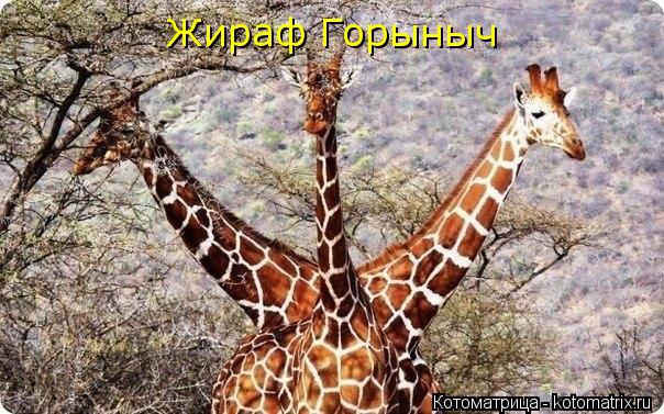 Жираф Горыныч... Котоматрица: Жираф Горыныч