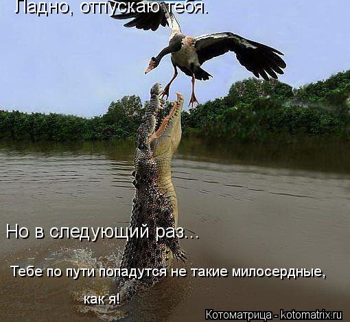 Ладно, отпускаю тебя. Но в следующий раз... Тебе по пути попадутся не такие милосердные, как я!... Котоматрица: Ладно, отпускаю тебя. Но в следующий раз... Тебе по пути попадутся не такие милосердные, как я!