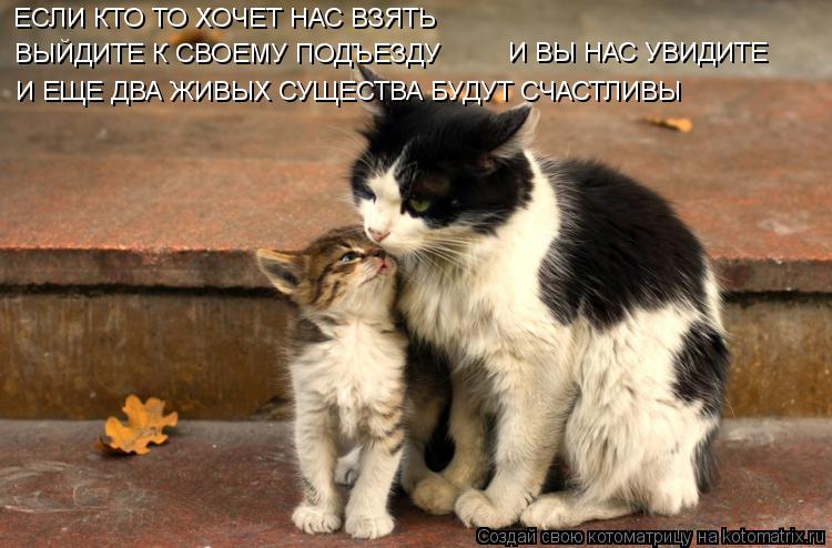 ЕСЛИ КТО ТО ХОЧЕТ НАС ВЗЯТЬ ВЫЙДИТЕ К СВОЕМУ ПОДЪЕЗДУ И ВЫ НАС УВИДИТЕ И ЕЩЕ ДВА ЖИВЫХ СУЩЕСТВА БУДУТ... Котоматрица: ЕСЛИ КТО ТО ХОЧЕТ НАС ВЗЯТЬ ВЫЙДИТЕ К СВОЕМУ ПОДЪЕЗДУ И ВЫ НАС УВИДИТЕ И ЕЩЕ ДВА ЖИВЫХ СУЩЕСТВА БУДУТ СЧАСТЛИВЫ