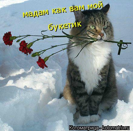 мадам как вам мой мадам как вам мой букетик букетик... Котоматрица: мадам как вам мой мадам как вам мой букетик букетик