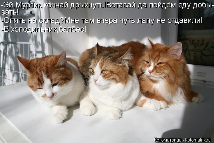 -Эй,Мурзик,кончай дрыхнуть!Вставай да пойдём еду добы- вать! -Опять на склад?Мне там вчера чуть лапу ... Котоматрица: -Эй,Мурзик,кончай дрыхнуть!Вставай да пойдём еду добы- вать! -Опять на склад?Мне там вчера чуть лапу не отдавили! -В холодильник,балбес!