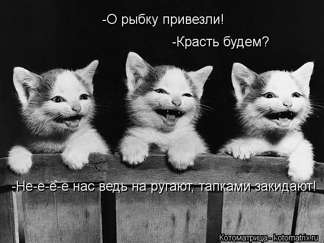 -О рыбку привезли! -Красть будем? -Красть будем? -Не-е-е-е нас ведь на ругают, тапками закидают! -Не-... Котоматрица: -О рыбку привезли! -Красть будем? -Красть будем? -Не-е-е-е нас ведь на ругают, тапками закидают! -Не-е-е-е нас ведь на ругают, тапками закидают!