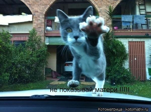 не показывай матери !!!!!... Котоматрица: не показывай матери !!!!!