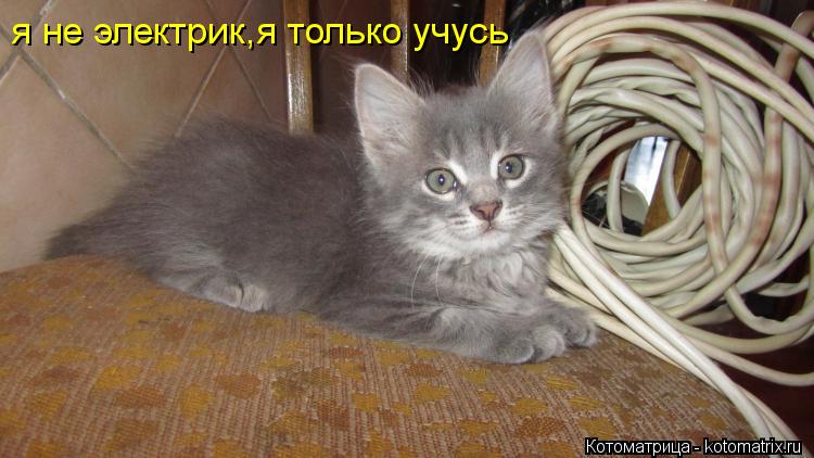 я не электрик,я только учусь... Котоматрица: я не электрик,я только учусь