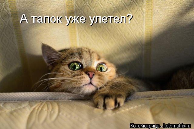А тапок уже улетел?... Котоматрица: А тапок уже улетел?