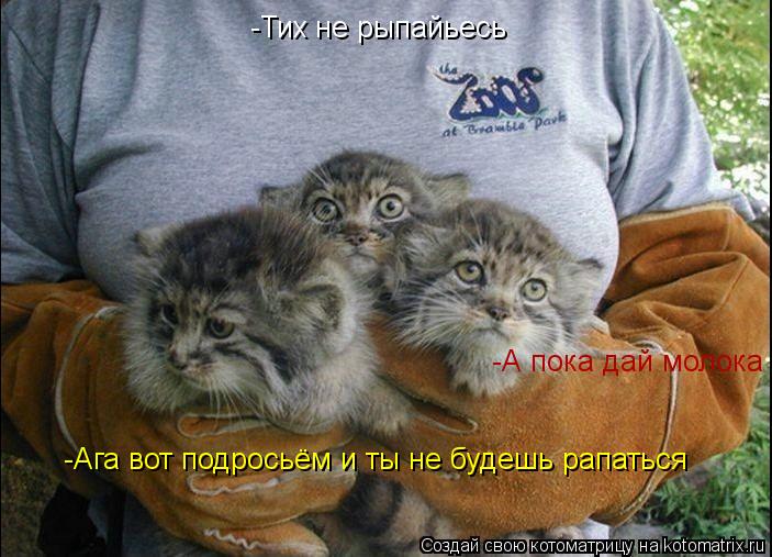 -Тих не рыпайьесь -Ага вот подросьём и ты не будешь рапаться -А пока дай молока... Котоматрица: -Тих не рыпайьесь -Ага вот подросьём и ты не будешь рапаться -А пока дай молока
