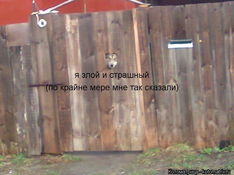 я злой и страшный (по крайне мере мне так сказали)... Котоматрица: я злой и страшный (по крайне мере мне так сказали)