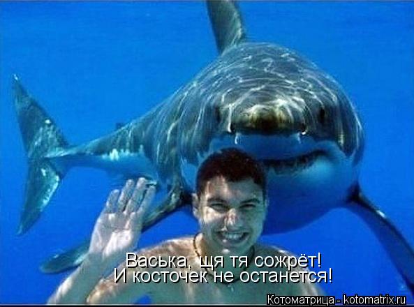 Васька, щя тя сожрёт! И косточек не останется!... Котоматрица: Васька, щя тя сожрёт! И косточек не останется!