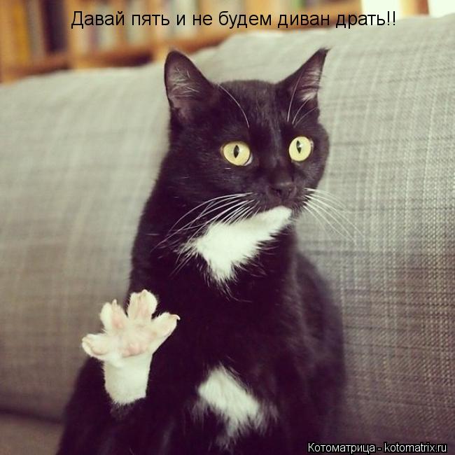 Давай пять и не будем диван драть!!... Котоматрица: Давай пять и не будем диван драть!!