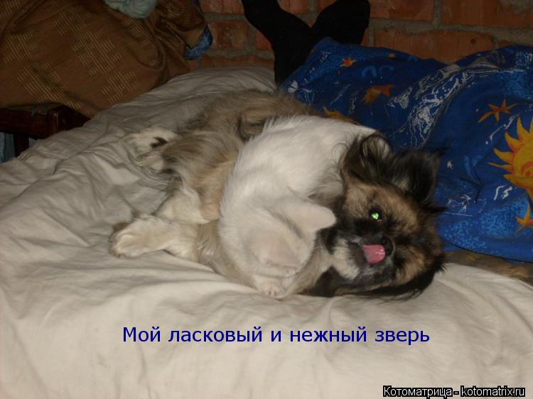 Мой ласковый и нежный зверь... Котоматрица: Мой ласковый и нежный зверь