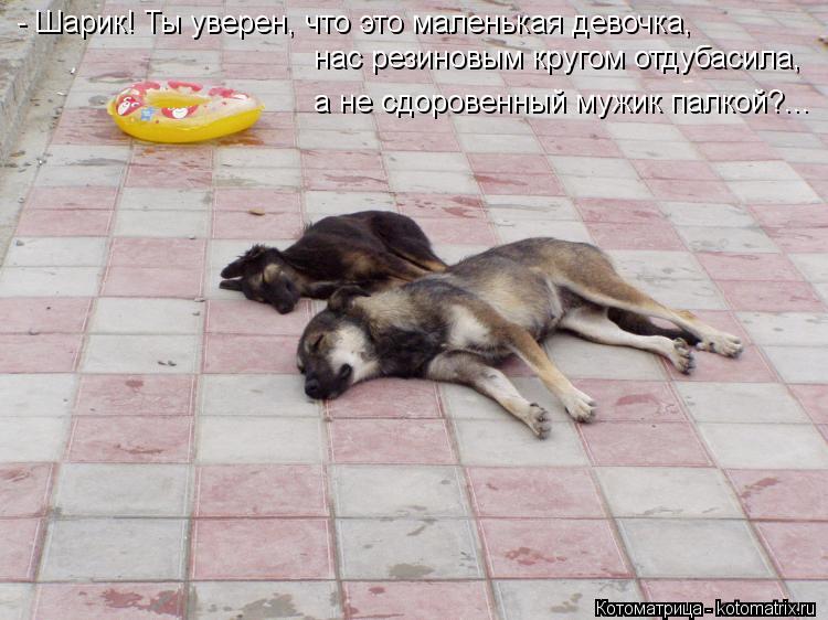 - Шарик! Ты уверен, что это маленькая девочка, нас резиновым кругом отдубасила, а не сдоровенный мужи... Котоматрица: - Шарик! Ты уверен, что это маленькая девочка, нас резиновым кругом отдубасила, а не сдоровенный мужик палкой?...