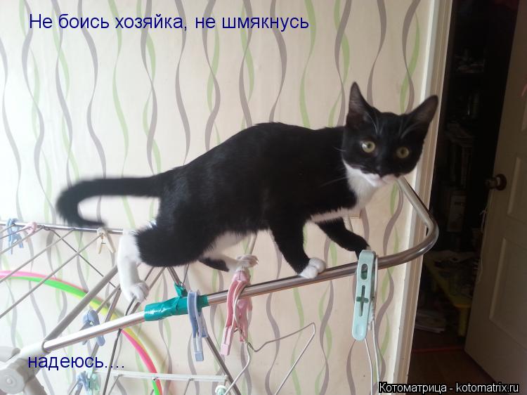 Не боись хозяйка, не шмякнусь надеюсь....... Котоматрица: Не боись хозяйка, не шмякнусь надеюсь....