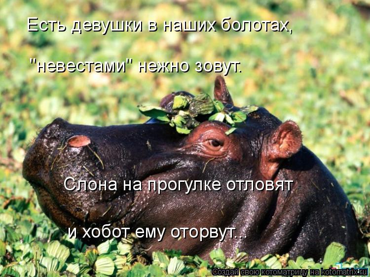 Есть девушки в наших болотах, "невестами" нежно зовут. и хобот ему оторвут... Слона на прогулке отлов... Котоматрица: Есть девушки в наших болотах, "невестами" нежно зовут. и хобот ему оторвут... Слона на прогулке отловят