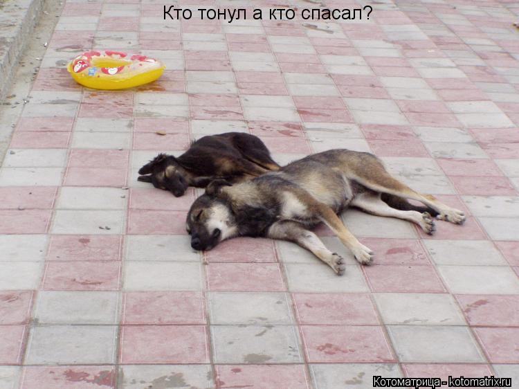 Кто тонул а кто спасал?... Котоматрица: Кто тонул а кто спасал?